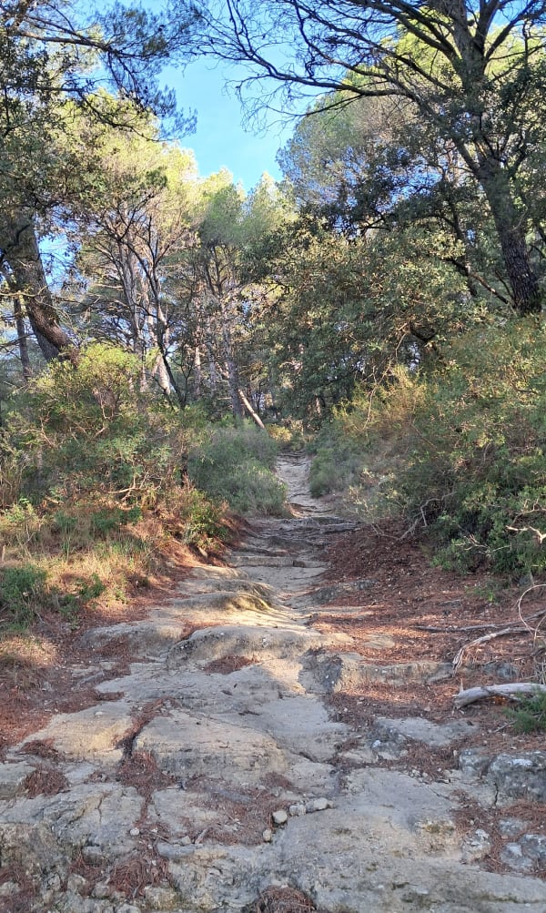 Wandel onder de bomen van de Luberon - Roland - 1