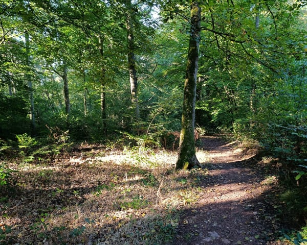 La jolie Forêt - Saint-Amand-les-Eaux - 1