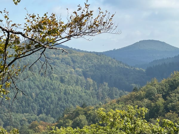 Balade ludique à Neuwiller-lès-Saverne et essences boisées - Gabriel - 1