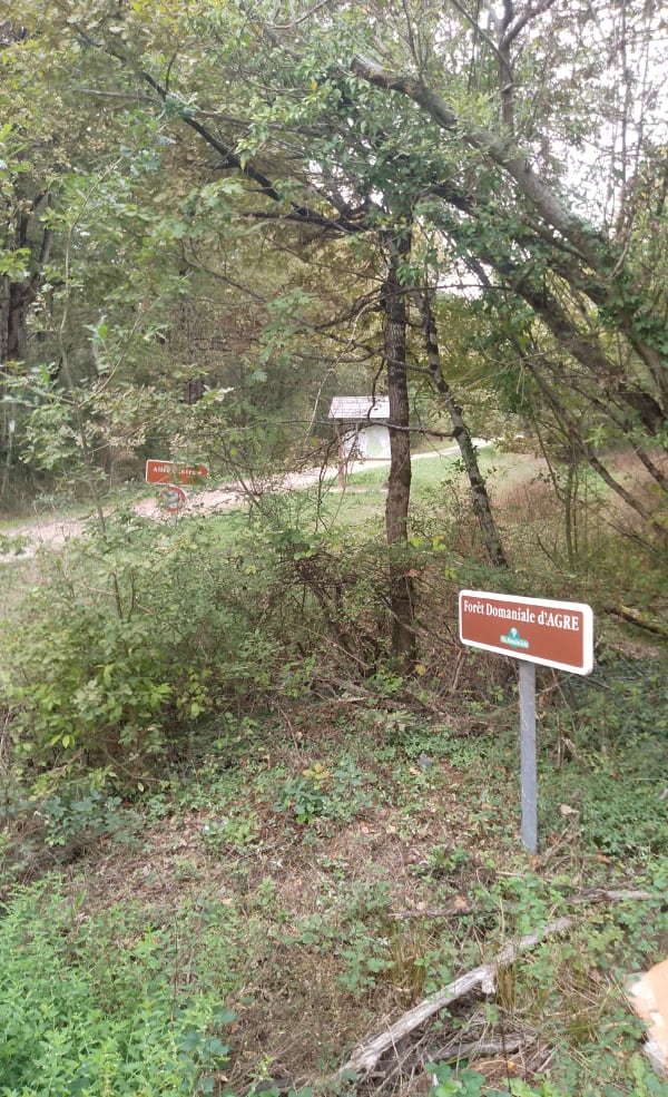 Balade en forêt de Montbartier - Virginie - 1