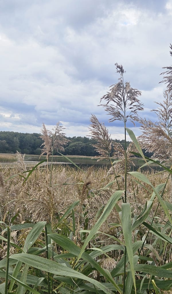 Chojnowski Park Krajobrazowy – zaciszne miejsce w sąsiedztwie stolicy - Beata - 1