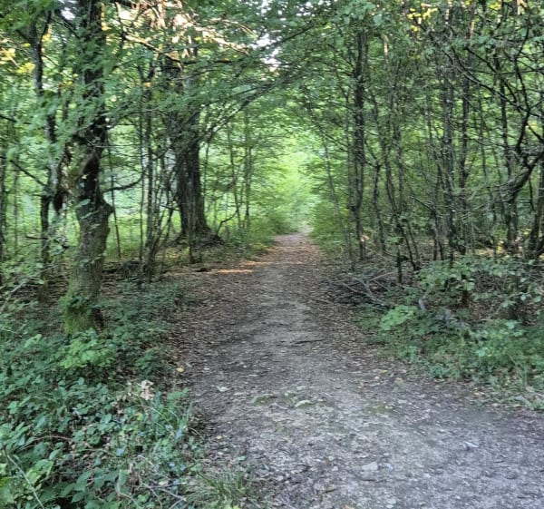 Petite balade en forêt de Bethoncourt - Bethoncourt - 1