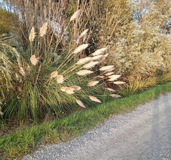 Chemin de la Durantiere - JEAN JACQUES - 1