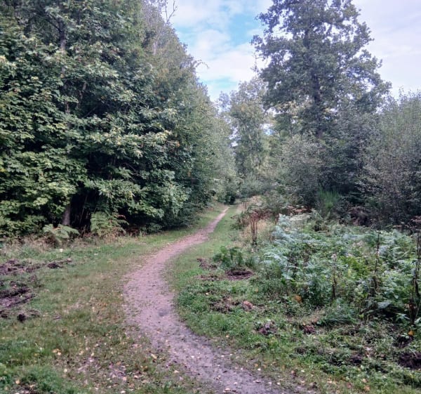 Forêt de la Londe-Rouvray - Christophe - 1