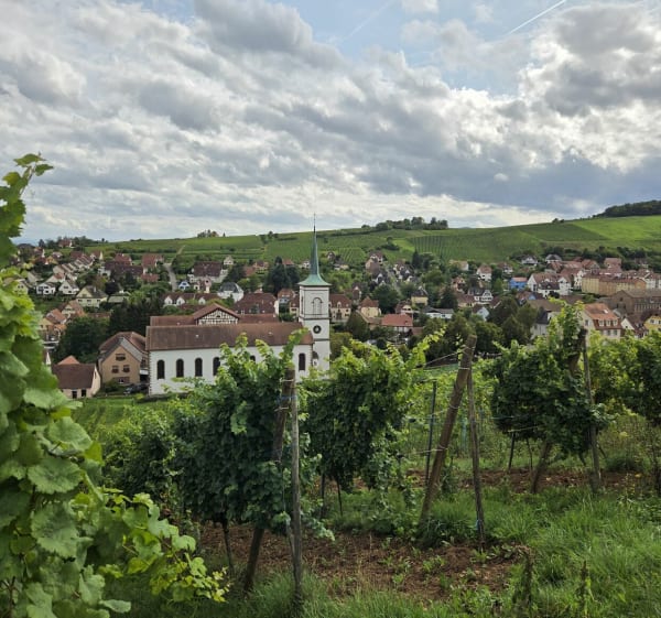 Le royaume du Single autour de Mittelbergheim - Mittelbergheim - 1