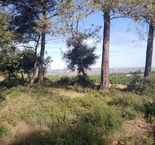 Les chemins du bien être à Lamanon - Lamanon - 1