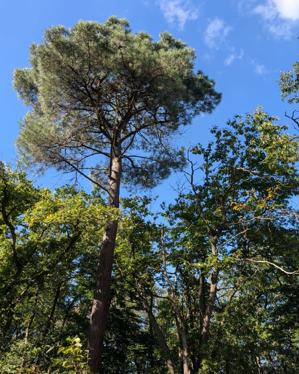 Boucle en forêt de Méréville - FRANCK - 1
