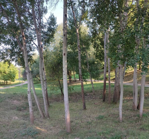 Park spacerowo z psem - Ewa - 1