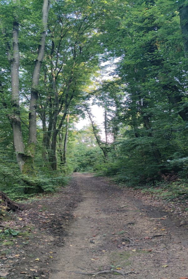 Plateau de Malzeville et promenade dans les bois - Marine - 1