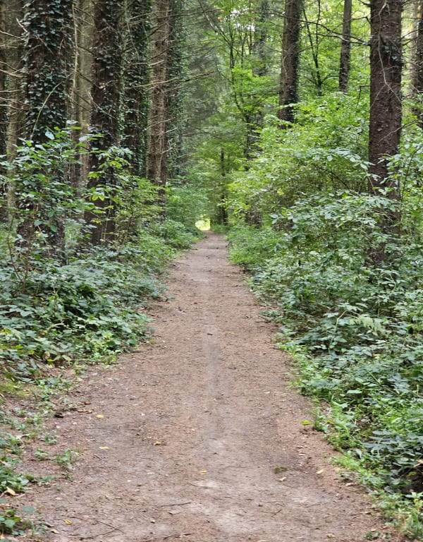 Forêt du bois lévêque et étang du Flaquet à VTT - David - 1