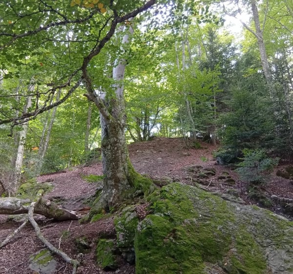 Tour du plateau du Guizay et Chantemerle - Planfoy - 1