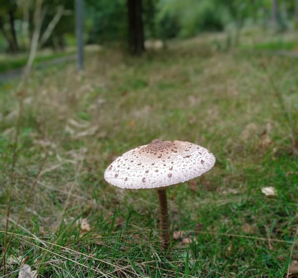 Natuurgebied De Malpie naar Borkel - HILDE - 1