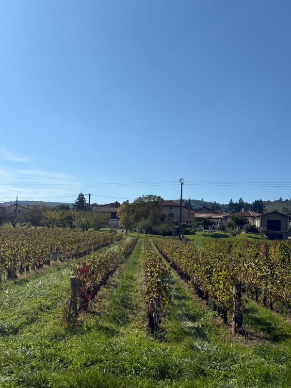 Petit tour à Lucenay, entre moulins et Beaujolais - Maylis - 1