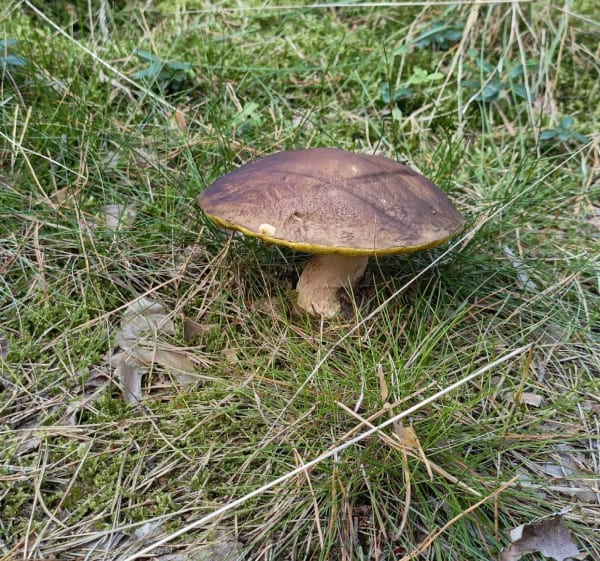 Trekking leśnymi ścieżkami - OLEKSANDR - 1