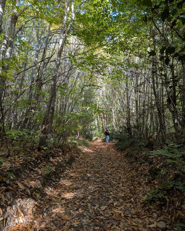 Sur les sentiers du Bois de Gourand depuis Eydoche - Marine - 1