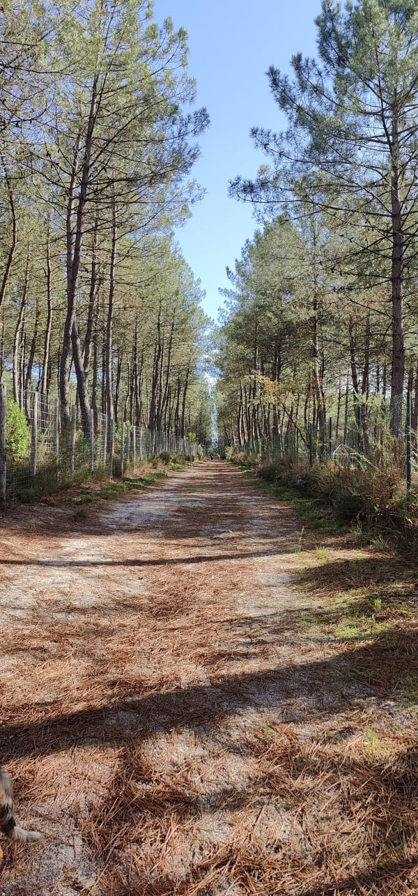 Balade en forêt et Lac Baron - aurélie - 1