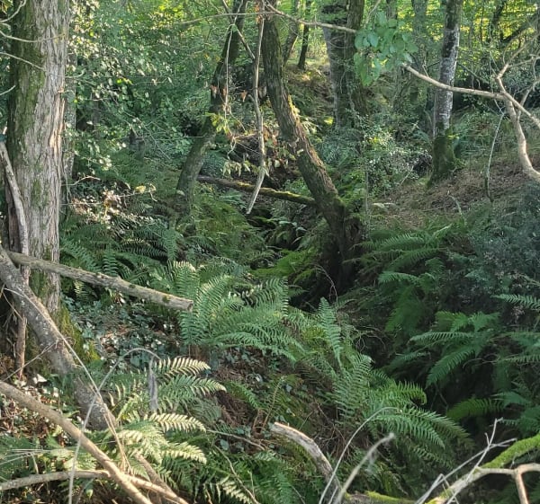 Du jeune au vieux Fougerat - Manot - 1