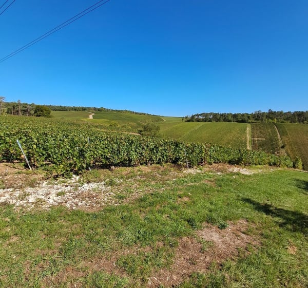 Randonnée entre vignes et forêt autour de Les Riceys - Les Riceys - 1