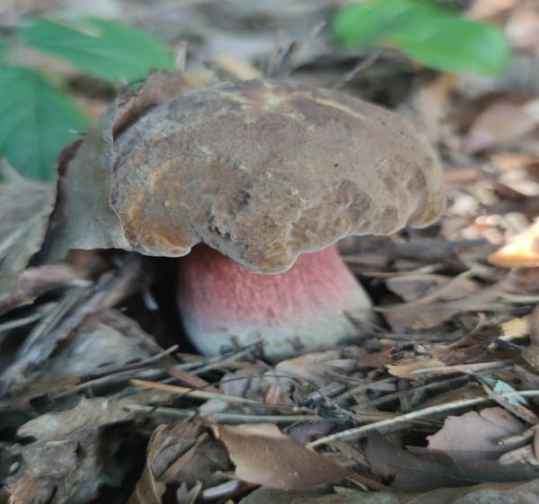 Ścieżka dla zdrowia - Urszula - 1