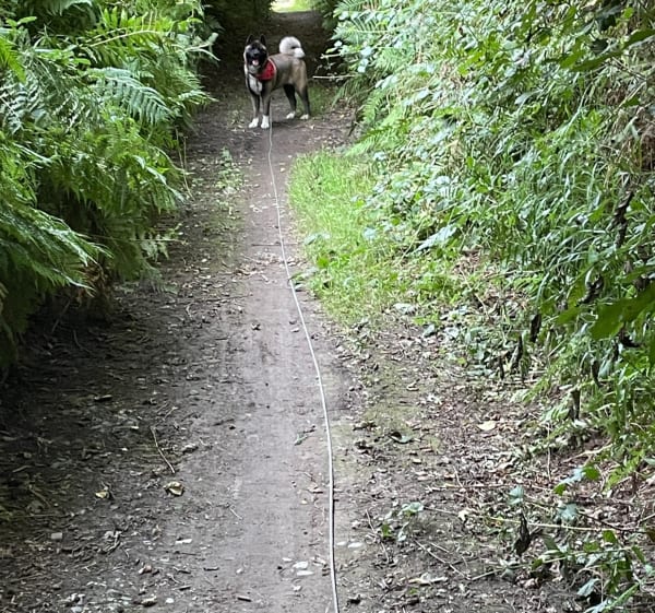 Balade dans les chemins creux de Marigny-Le-Lozon - Marigny-Le-Lozon - 1