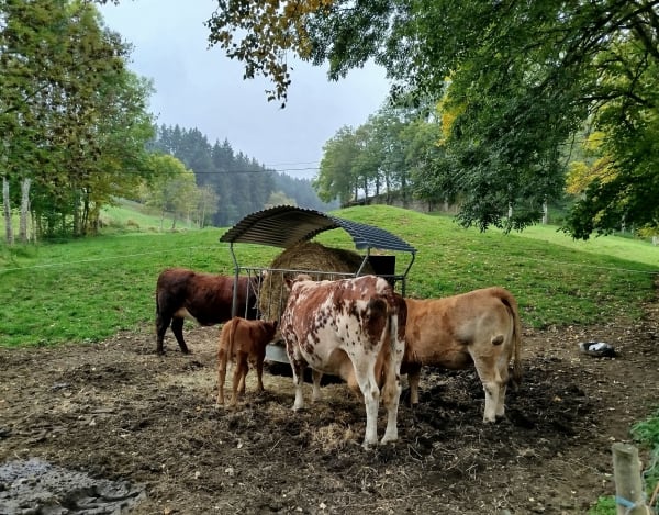 Balade sur les hauteurs de la Séauve-sur-Semène - Alain - 1
