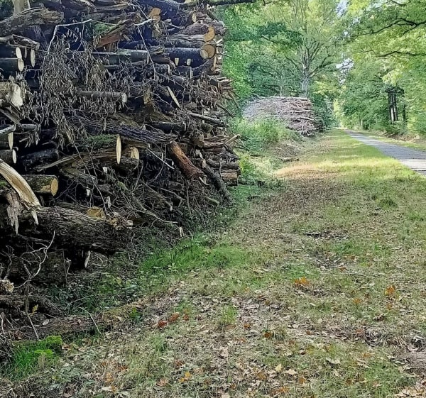 Balade au Bois de Serqueuse - CHRISTOPHE - 1