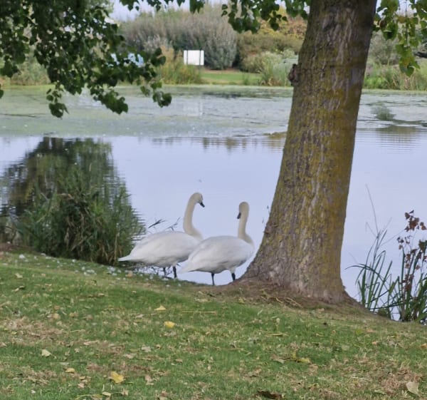La Rivière-Saint-Sauveur et Honfleur - YVON - 1