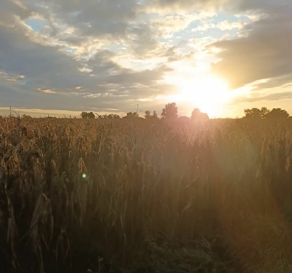 Balade entre Parisot et Loupiac - Parisot - 1