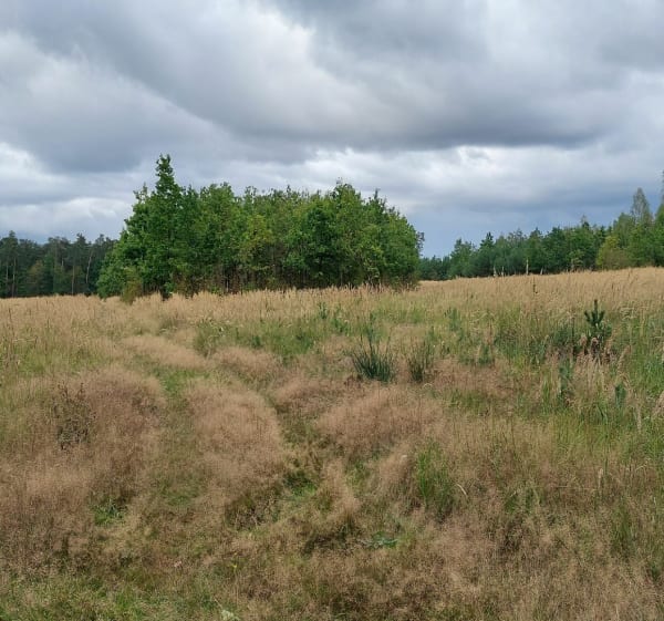 Okolice Nowego Stawu - RADOSŁAW - 1