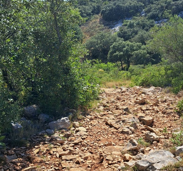 De Garrigue à la Gardiole - Francis - 1