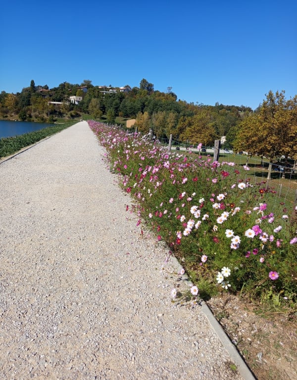 Lac de la Thesauque - Nailloux - AURELIE - 1