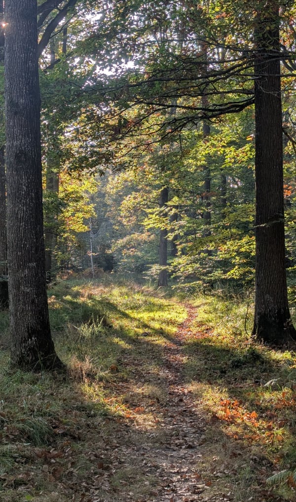 Richesses de la forêt et virée en Haute-Vallée de Chevreuse - OLIVIER - 1