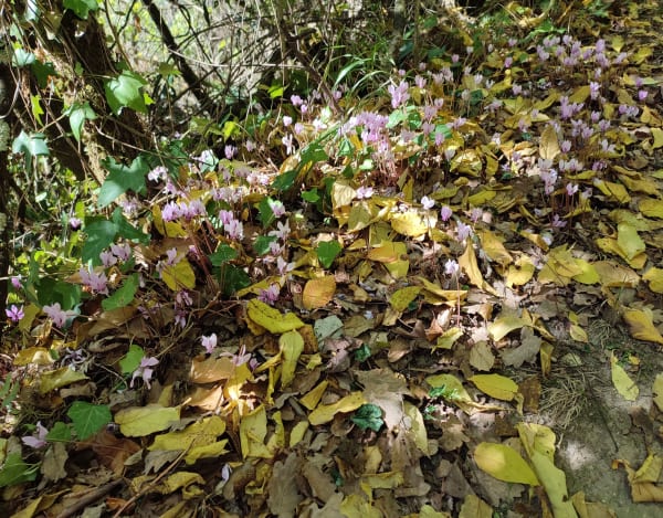 Clermont-Soubiran, vers la chapelle d'Aureillac - Sophie - 1