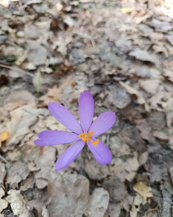 Bois de la Barthe - Michele - 1