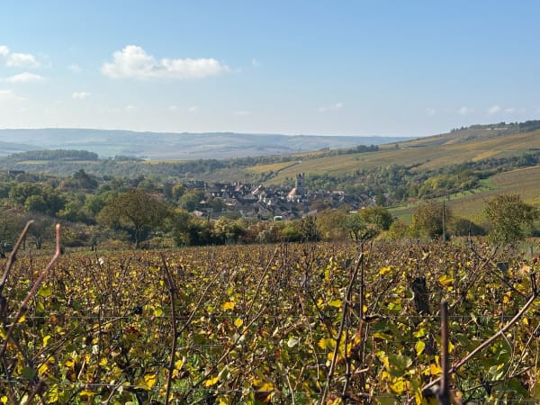 Découvrir le village, les vignes et le vin d'Irancy - Noemie - 1