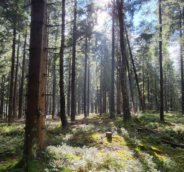 Miało być dalej...nie wyszło - Krzysztof - 1