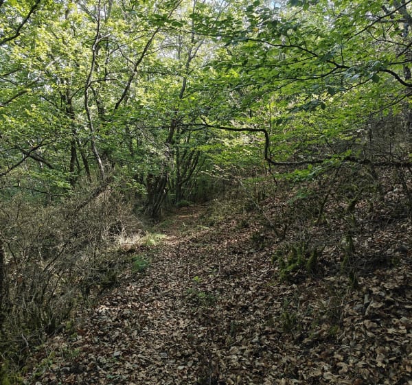 De la Dalle aux ammonites au ruine du Givaudan - Nathalie - 1