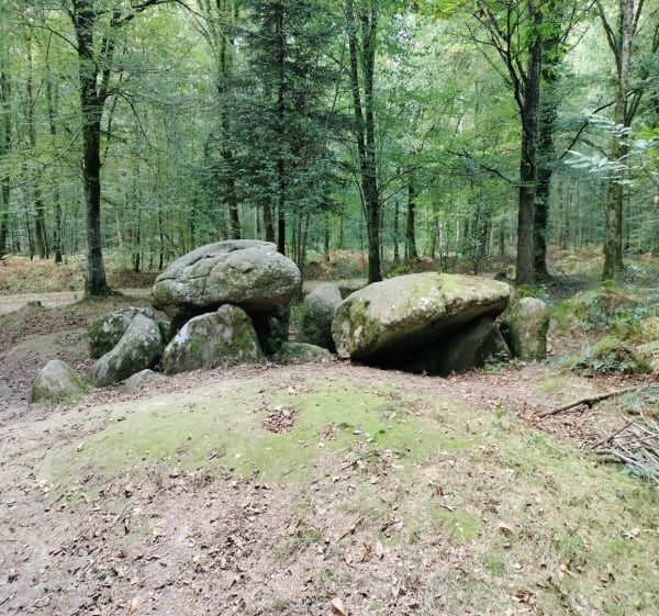 Forêt de Fougères - steven - 1