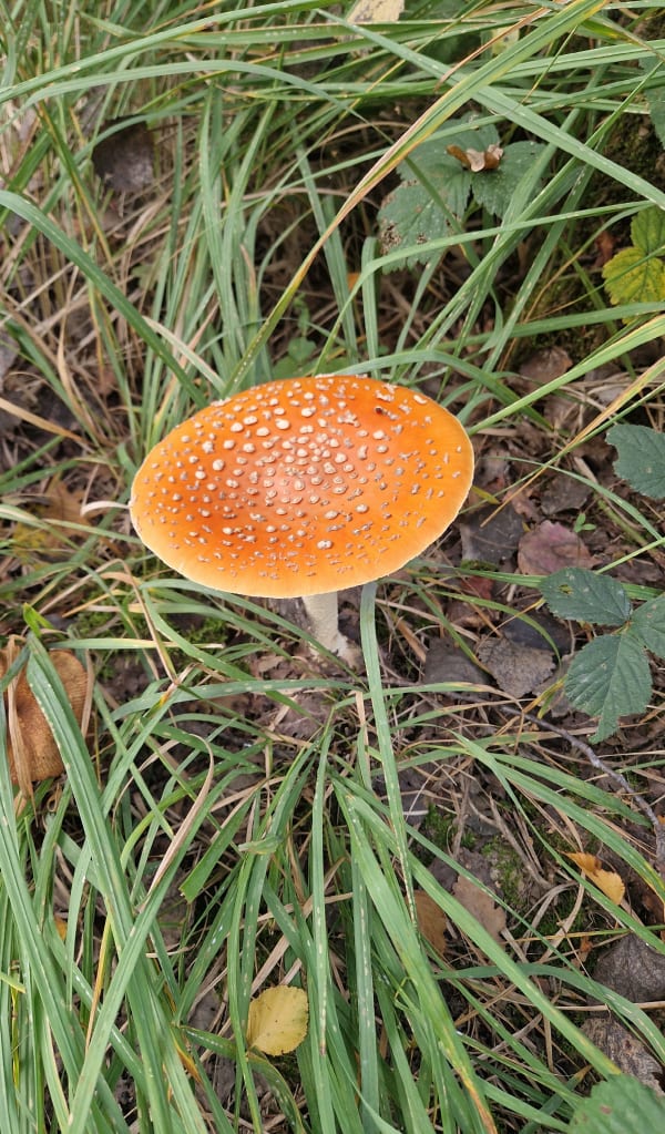 Petite balade dans la forêt de Notre-Dame - rui - 1