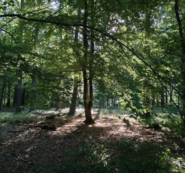 Las Maciejów Zabrze - Daniel - 1