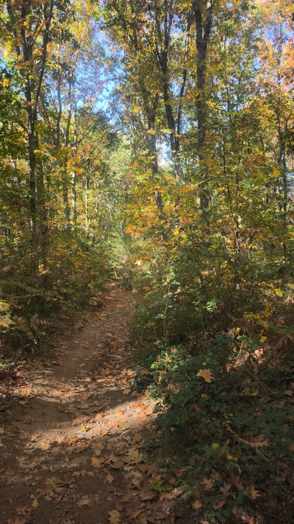 Promenade dans la forêt communale de Feytiat - ZaZou - 1