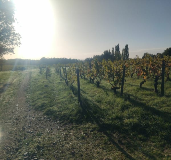 Mareuil sur lay & château guibert - Mareuil-sur-Lay-Dissais - 1