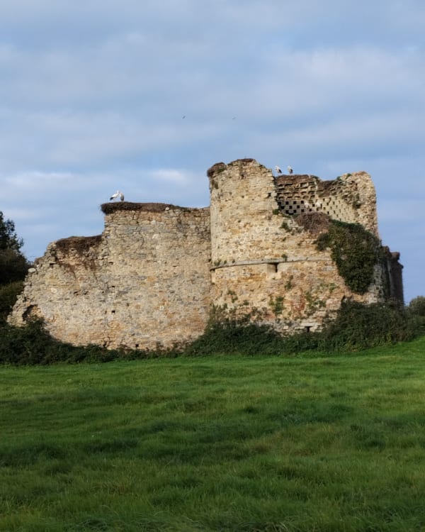 La balade des cigognes Saint-Fromond - Grégory - 1