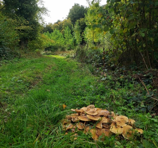 Houetteville - Noyon - Brosville - georges - 1