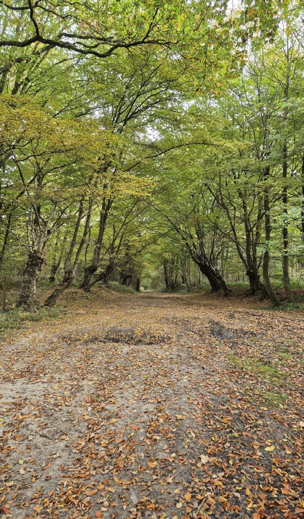 Balade dans les bois de la Loterie, autour de Villers-au-Bois - Louise - 1