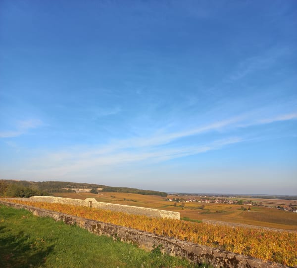 Dans les vignes de Corton - Cath - 1