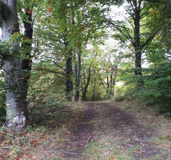 Bois de la Nugère et descente sur Volvic - Brigitte - 1