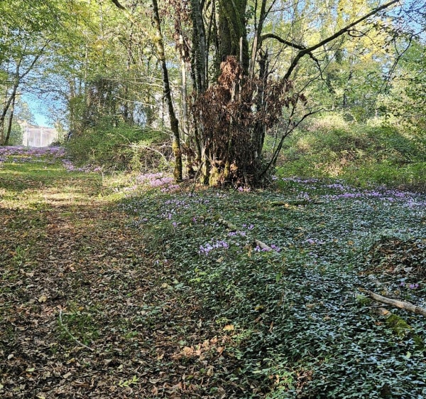 Chemins autour de Saint-Pierre-de-Côle - Julien - 1