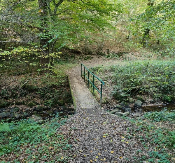 Le bois de Lassoux et Richeboeuf - Christine - 1