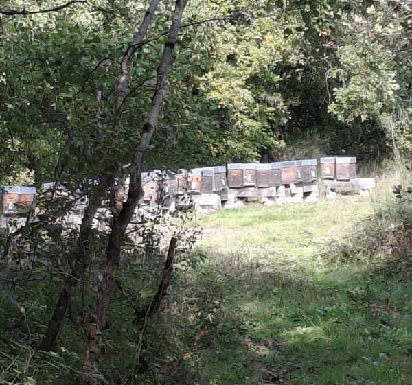 Promenade à Saint-Gauzens de Langelet - Nicolas - 1
